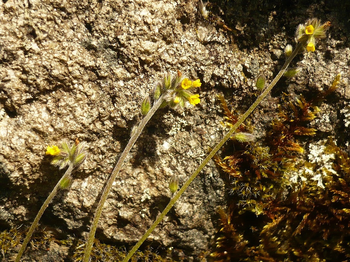Myosotis balbisiana (Boraginaceae)